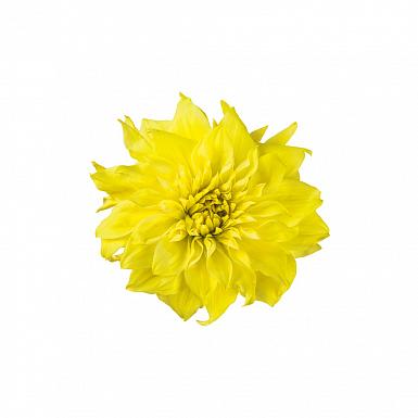 Обои Botanica Yellow Flower
